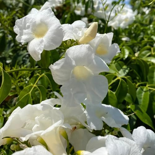 TrompetenblumeSamen, blumensamen mehrjährig winterhart Campsis grandiflora, für sonnige plätze kletterpflanzen winterhart schnellwachsend 60pcs
