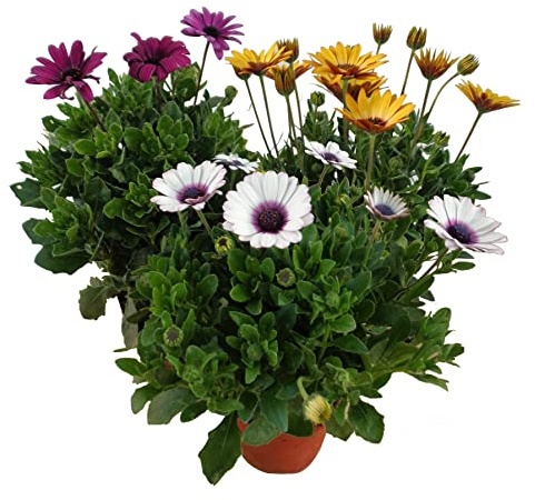 Dimorfoteca - Pack 3 Flores - Plantas Naturales de Margarita Dimorphoteca