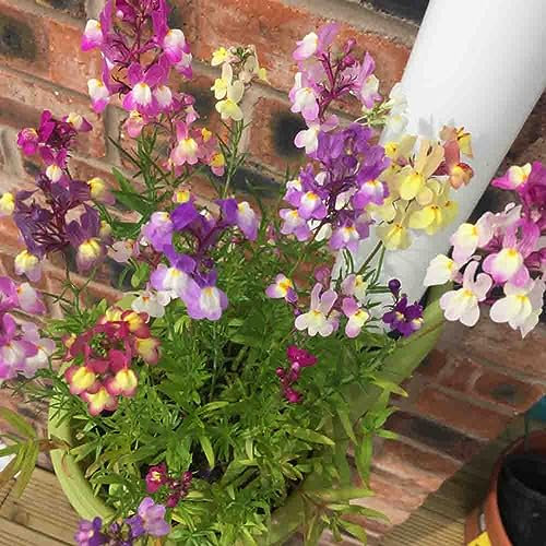 Welldales 100 Mixed Linaria Toadflax Seeds Mini Fairy Snapdragon Colourful Showy Bouquet Plants