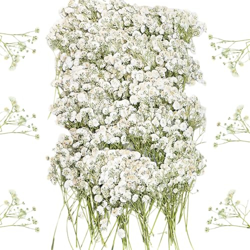 ALLWYOU 100 Stück Trockenblumen Klein Schleierkraut Getrocknete Blumen Natürliche 8cm Gepresste Schleierkraut Gefärbte Schleierkraut Getrocknet Weiß Trockenblumen zum Basteln für DIY Heimdekoration