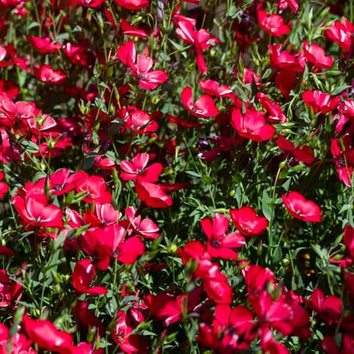 semillas rojas de lino, silvestres de jardín de rocas resistentes decoracion oficina perenne 300pcs