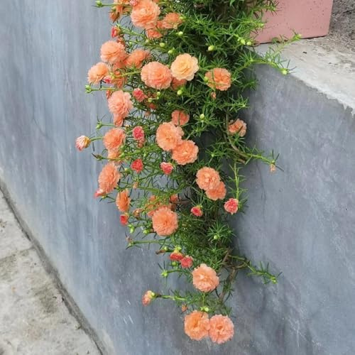 semillas de verdolaga, semillas de flores perenne resistente regalos para los amantes del jardín, amigables con las abejas plantas de interior, flores para plantar Plantas resistentes 500pcs