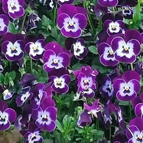 semillas de pensamiento resistentes - balcón jardín perenne 250pcs