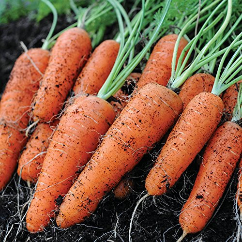 Carrot Seeds Grow Your Own Vegetables Garden & Allotments Produce Fly Away Variety Approx 400 Seeds 1 x Finished Packet by Thompson & Morgan