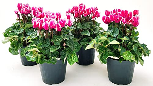 POWERS TO FLOWERS - CICLAMINO SUPERSERIE BICOLORE, FIORITURA EXTRA, 4 PIANTE, VASO 12CM, piante vere