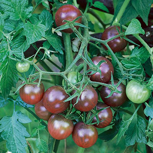 Viridis Hortus - 30 x Tomato Black Cherry Vegetable Seeds