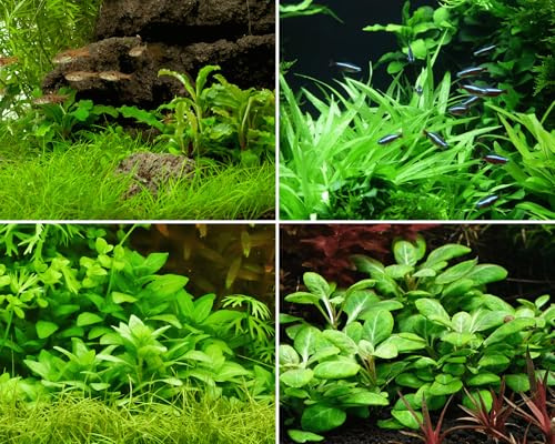 NatureHolic Vordergrund Aquariumpflanzen Set - 6 InVitro Mini Wasserpflanzen für Nano- & Garnelenaquarien - strukturgebende & kompakte Pflanzen fürs Aquarium - ideal für Aquascaping