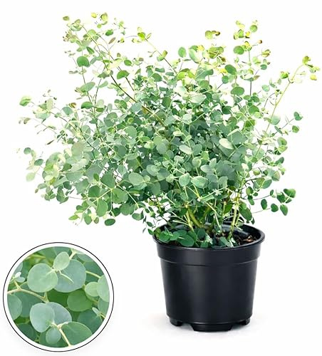 POWERS TO FLOWERS - EUCALYPTUS, EUCALIPTO, VASO 17 CM DIAMETRO, piante vere