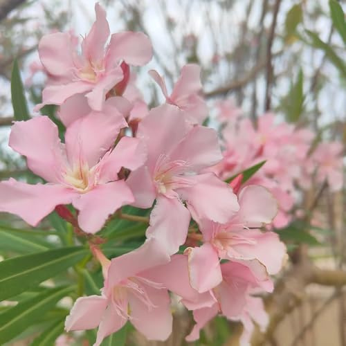 semillas de adelfa - para invernaderos, perennes y resistentes. balcón de decoracion oficina 50pcs