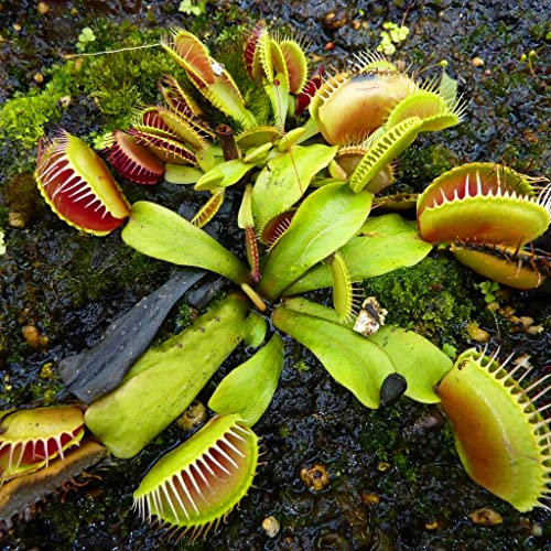 Venus Flytrap Seeds - Low Round Form Japanese Dionaea Muscipula Carnivorous 5 Seeds