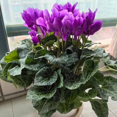 Ciclamino - giardino decorazioni da giardino per esterni in vaso di biologiche esterno roccioso Varietà antiche e resistenti Aiule rialzate 100semi
