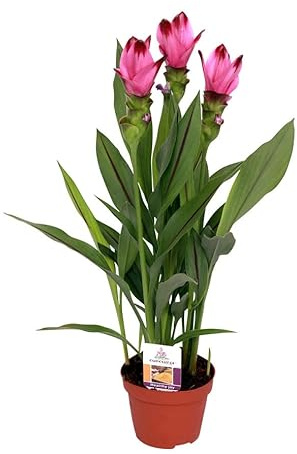 Planta Viva de Cúrcuma Flores Moradas Planta Real Tulipán de Siam