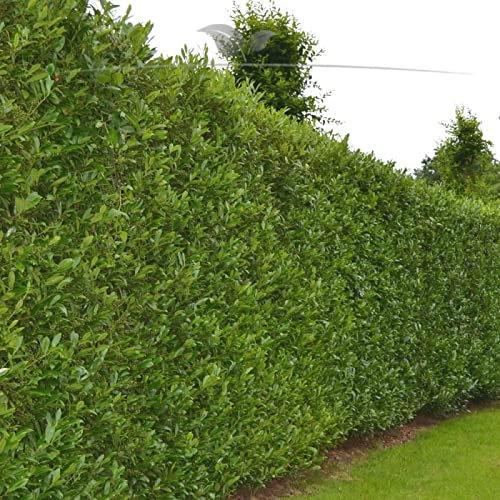 Gardline - Prunus Lorbeerkirsche Caucasica 80-100 cm IM TOPF. 3-200 Pflanzen. Lorbeerhecke - 21 St. (ca. 7 Meter)
