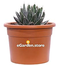 eGarden.store Pianta di Agave pianta grassa pianta da esterno pianta ornamentale di Agave pianta succulenta pianta con spine pianta vera venduta (Agave Regina Vittoria v.21 cm)