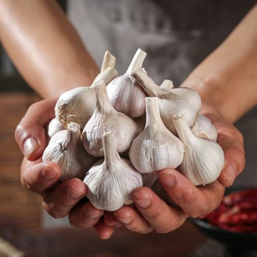 5 Pc Planta Ajo Resistente - Ajo De Invierno - Pequeños Obsequios, Plantas Resistentes Al Invierno Para El Balcón Plantar Ajo, Plantar Ajo, Hierbas Culinarias, Acónitos De Invierno,
