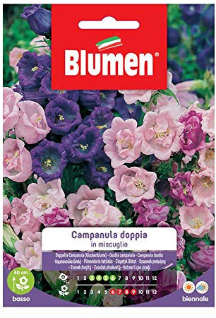 SEMI CAMPANULA DOPPIA MIX BLUMEN