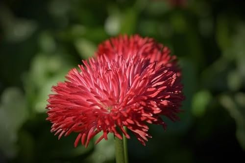 Sachet de graines de Reine-marguerite super princesse varié - Sachet de 0,8 gramme - Graines de style