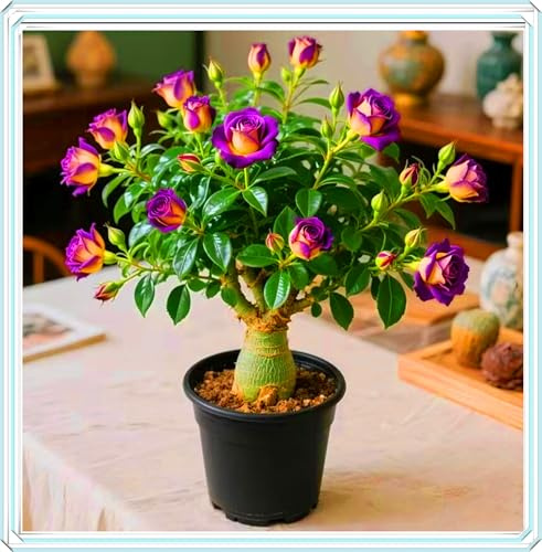 Resistente a la sequía y fácil de cultivar, una maceta de Rosa del Desierto puede embellecer el balcón.-1bulbos-A