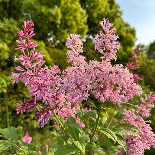 semi di lillà - esotiche da balcone resistenti da interno esotiche 30pcs