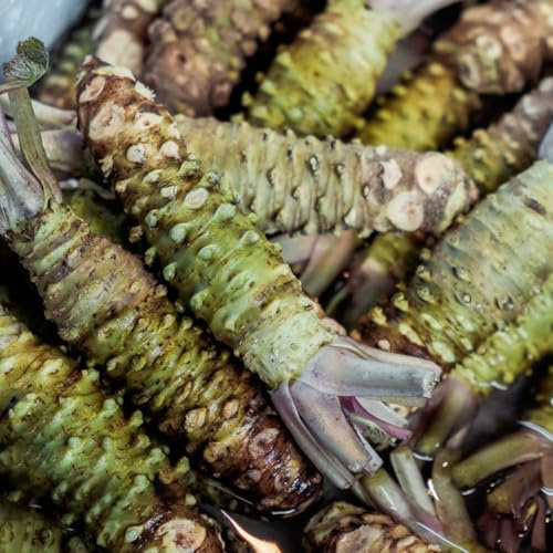 Wasabi, seltene gartenkräuter kräuterpflanzen exotische wildkräuter gemüsepflanzen kräutersamen alte sorten grünpflanzen gemüsesamen kräutergarten küchenkräuter geschenke für 300Samen
