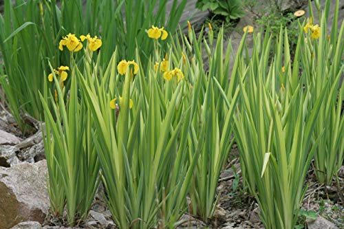 PondPlantsUK - 2 x Marginal Plants - Including a Pot and Compost - Live Water Plant Aquatic Pond Lake Marginal (Iris Pseudacorus VAR)