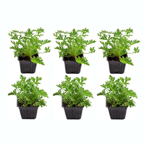 Geranios Aroma Limón Set 6 Unidades de Plantas Antimosquitos