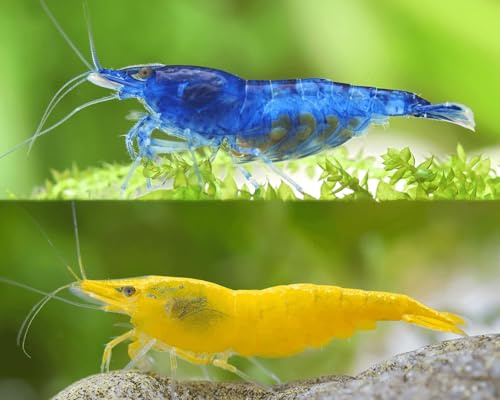 Garnelen Set für Leitungswasser & hartes Wasser - Blue Dream, Yellow Fire, White Pearl & Amanogarnele - Pflegeleichte Neocaridina Garnelen für Anfänger im Aquarium - 10-30L