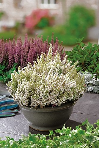GARTEN SCHLÜTER® Winterheide - weiß | Erica carnea - mit schnee-weißen, leuchtenden Blüten - Schneeheide Winterblüher Heide