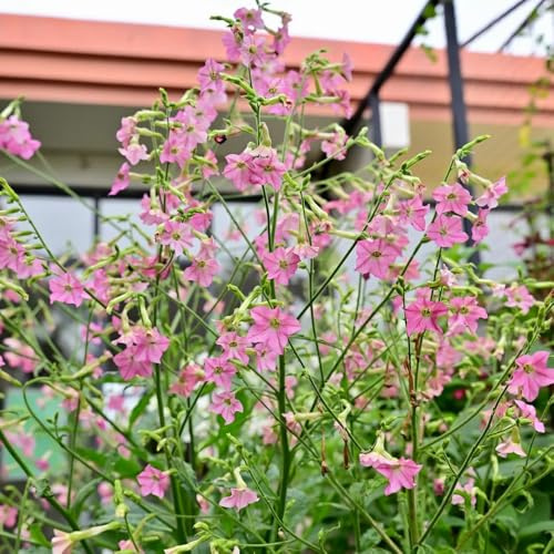 semi di tabacco vecchie varietà resistenti balcone, perenni 100pcs
