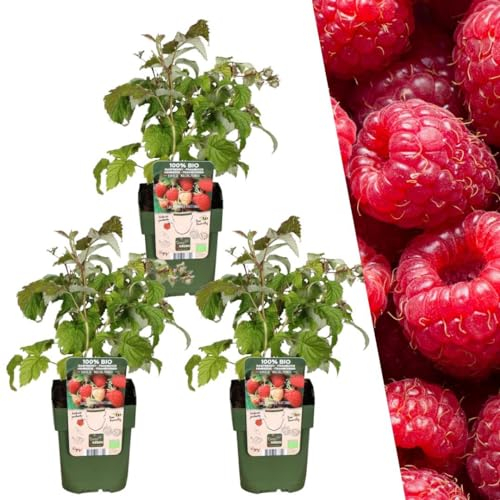 Plants by Frank | 3 Himbeeren Pflanzen | 100% Bio Obstpflanzen | Himbeeren | Gartenpflanzen | Winterharte Pflanzen Garten | Gartenpflanzen Winterhart