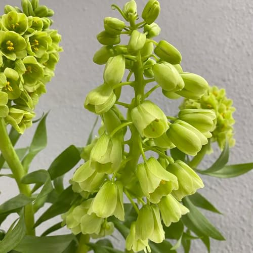 bulbi di imperiali, Fritillaria, rampicanti decorazioni da giardino per esterni Aiule rialzate per il giardino da interno appartamento esotiche in vaso 2pcs