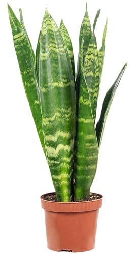 Sansevieria trifasciata Black Coral - Planta de interior de fácil cuidado - Altura aprox. 30 cm, diámetro de la maceta 9 cm