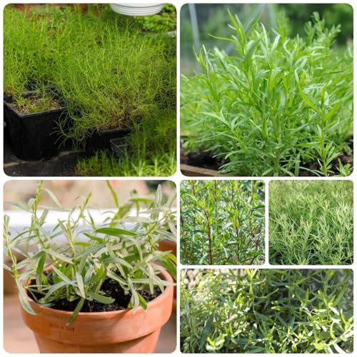 semillas de estragón, jardín de interior frescas de estragón de perennes, frescas, 150pcs