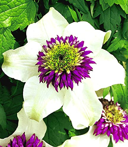 BALDUR Garten Waldrebe Clematis 'Florida Sieboldii' winterhart, 1 Pflanze, Klematis mehrjährige blühende Kletterpflanzen, bienenfreundlich und schmetterlingsfreundlich, blühend, Clematis Hybride