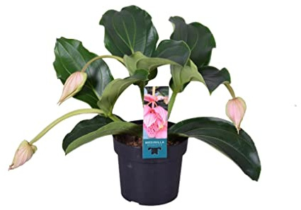 Medinilla Magnifica Natural Planta de Interior con Flores Rosa