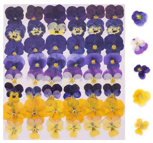 Luxorium 48 pièces Fleurs séchées Naturelles pressées – mélange de Violette Tricolore décorative – DIY, Loisirs créatifs, décoration