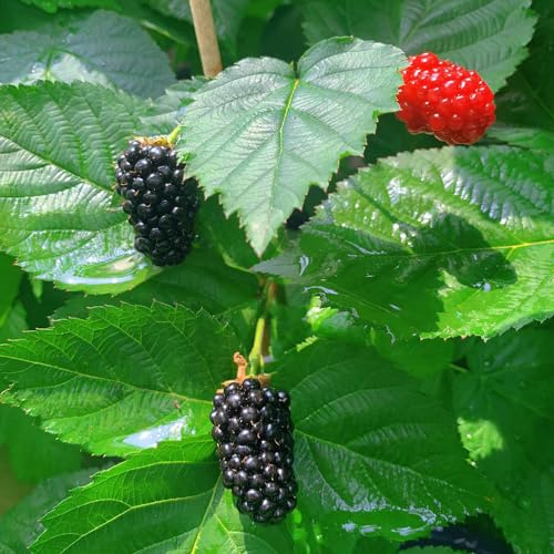 moras - de jardín de rocas zarzamora Semillas resistentes balcón arbustos bayas Cultivo verdes, interior Semillas decoración 200semillas