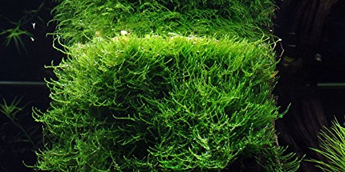 Java moss - Vesicularia dubyana - live aquarium plant