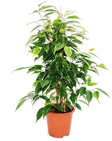 Ficus benjamini Anastasia, birch fig 14cm