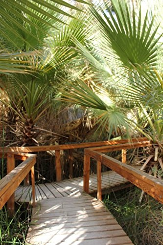 CALIFORNIA FAN PALM - Washingtonia filifera - 20 Seeds : Seeds Only