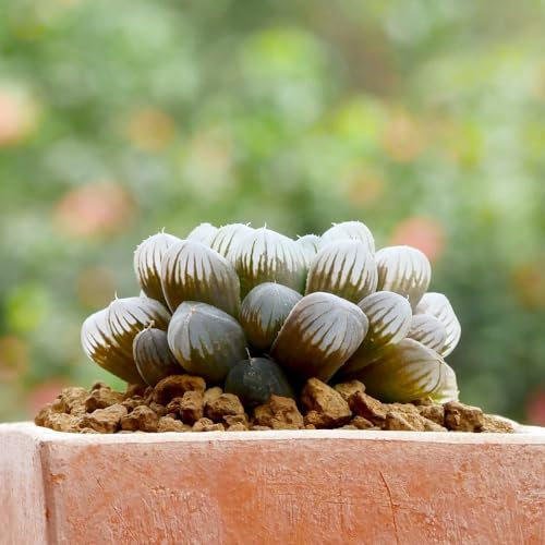 Haworthia cooperi - Tender Perennial - How to Grow Your Own - Unique Translucent Leaf-Tips - Succulent - Pink Flowering - Ideal Indoor Display - 3X 5.5cm Potted Plant by Thompson and Morgan (3)