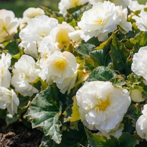 Begonia Double Blanc Collection - 5 Bulbes de Fleurs à Planter Exterieur - Plante Exterieur Jardin - Naturelle Plantes de Hollande (pas de graines, non artificielle)