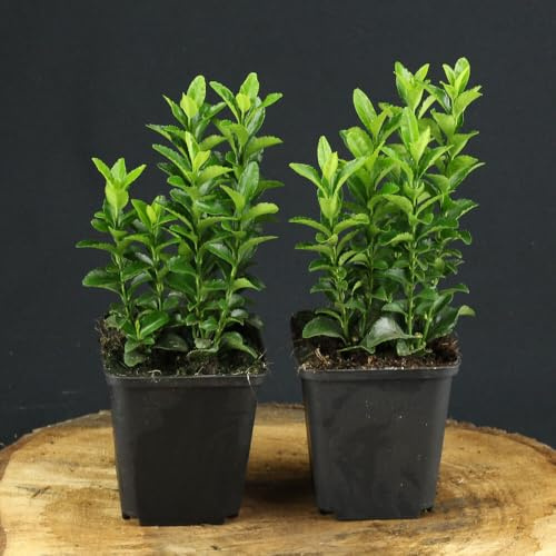 6 Stück Euonymus japonicus Green Spire von INTRAGARTEN | immergrüner und winterharter Kriechspindel Heckenpflanze | Buchsbaumersatz im Topf