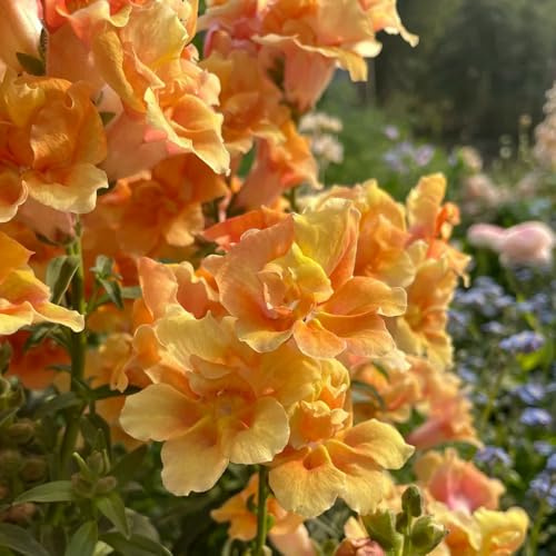 Löwenmäulchen - kräuterpflanzen gartenpflanzen pflanzensamen blumensaat kräutersamen exotische zimmerpflanzen hochbeete für garten wildkräuter dachbegrünung pflanzendeko bonsai topf 150samen