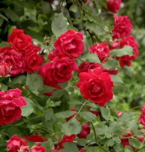Kletterrose Pauls Scarlet Climber 30-60cm