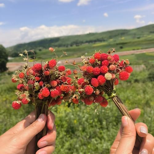 walderdbeeren samen mehrjährig, garten geschenke,geschenke für den garten walderdbeeren pflanze blumensamen,zimmergewächshaus säulenobst winterhart,kletterpflanzen winterhart 400pcs