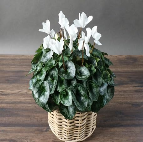 100 semi di ciclamino bianco
