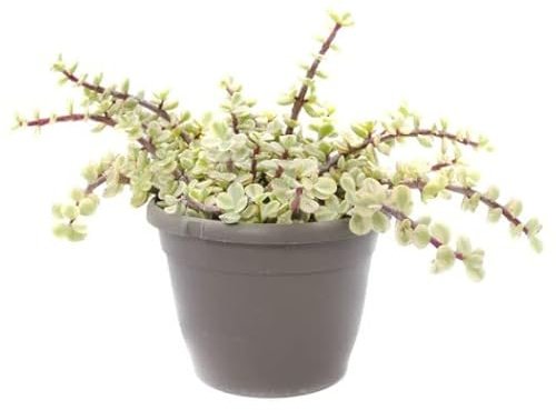 Planta Crasa - Portulacaria Afra Variegata - Suculenta Color Verde y Blanco - Planta Natural