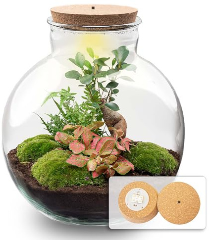 urbanjngl - Bolder Bob Bonsai Terrarium mit Licht - DIY Kit für Pflanzen - Ø 31 cm, Höhe 30 cm - Selbstregulierendes Ökosystem für Zuhause