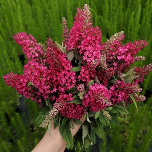 Semi di lillà farfalla, semi di Buddleja lindleyana, buddleia, esotici le da giardino roccioso sono resistenti 300pcs